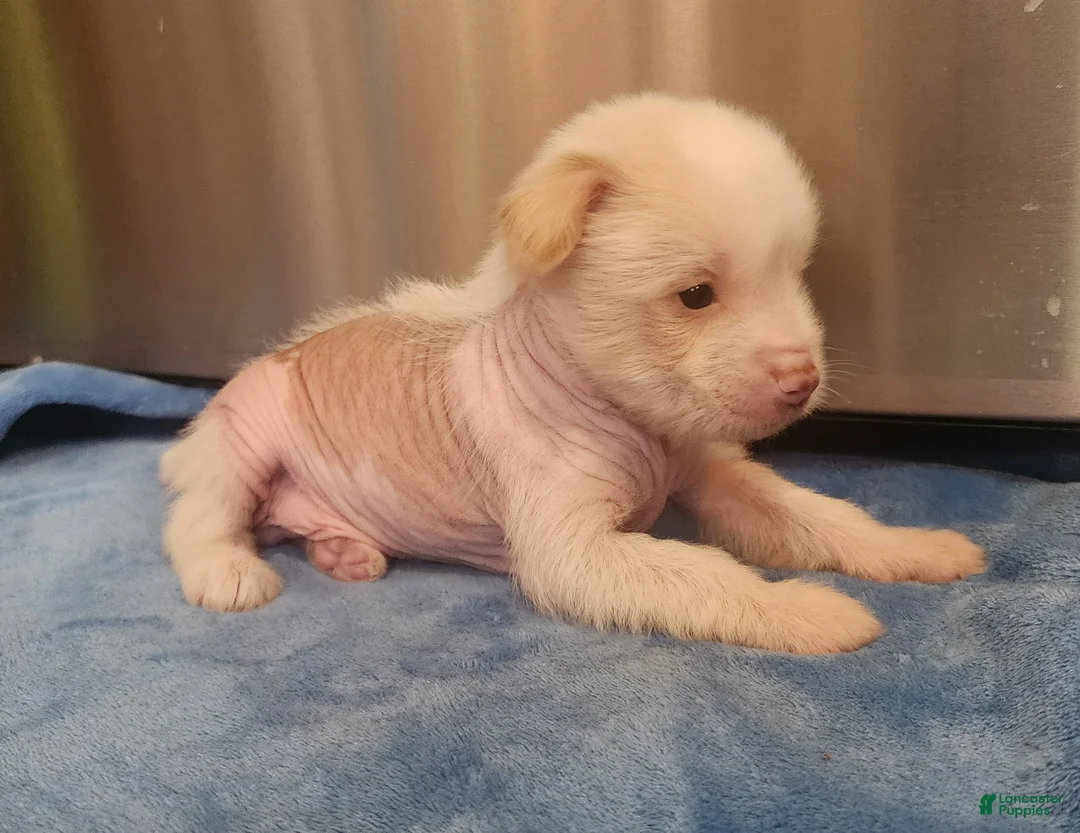 Mixed Breed dogs for sale: Fitz - Ad 4