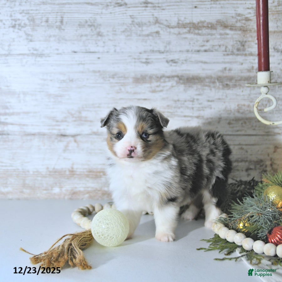 Miniature Australian Shepherd dogs Miley - Ad 21