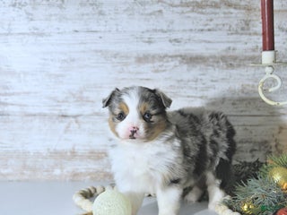 Miniature Australian Shepherd dogs Miley - Ad 21
