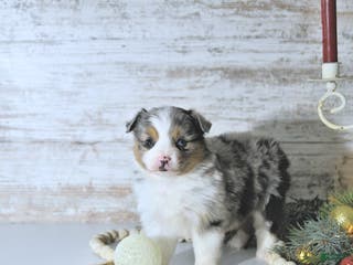 Miniature Australian Shepherd dogs Miley - Ad 27
