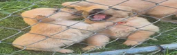 Golden Retriever dogs for sale: Christine - Ad 4