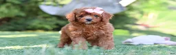 Cavapoo dogs for sale: Blaire - Ad 5
