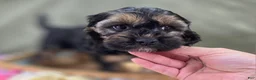 Cockapoo dogs for sale: Batty - Ad 2