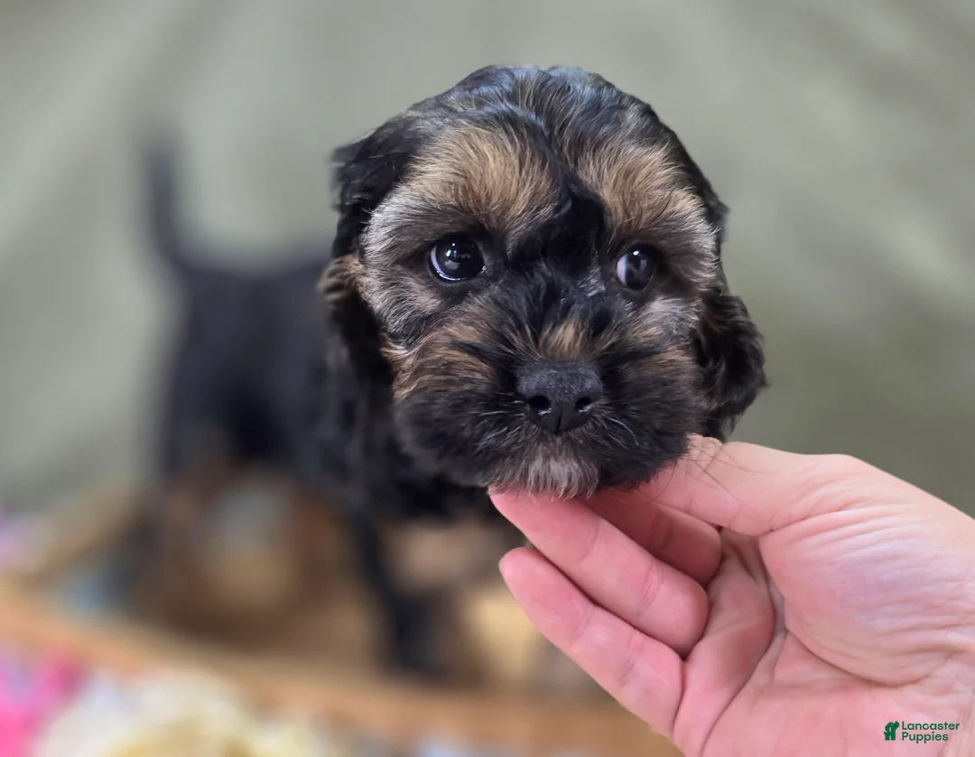 Cockapoo dogs for sale: Batty - Ad 2
