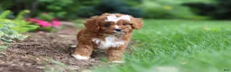 Cavapoo dogs for sale: Gracie - Ad 7
