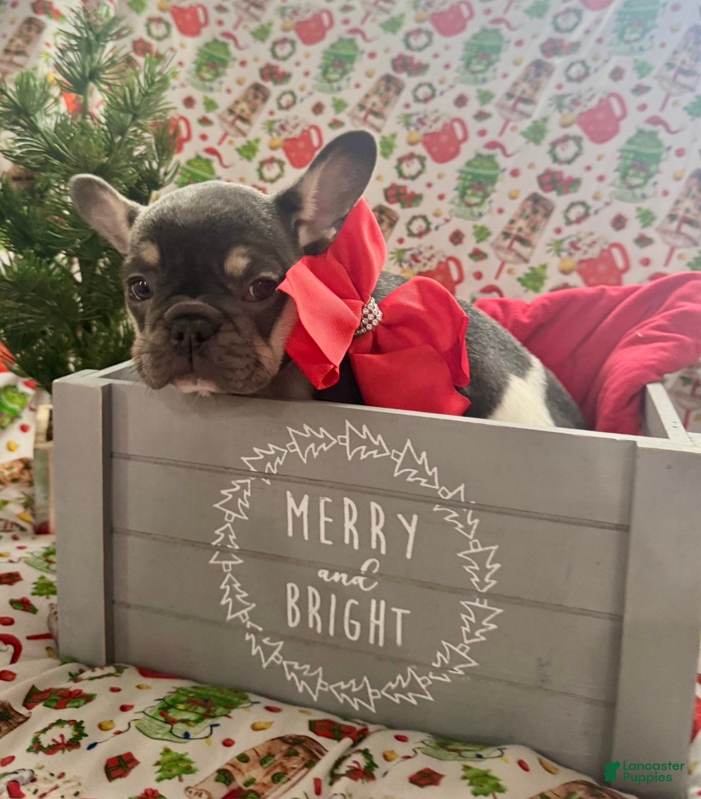 French Bulldog dogs 🎄 AKC Registered Rare Blue Pied French Bulldog Puppy – Ready for the Holidays! - Ad 16