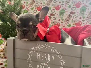 French Bulldog dogs 🎄 AKC Registered Rare Blue Pied French Bulldog Puppy – Ready for the Holidays! - Ad 13