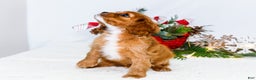 Cavalier King Charles Spaniel dogs for sale: Snowflake - Ad 10