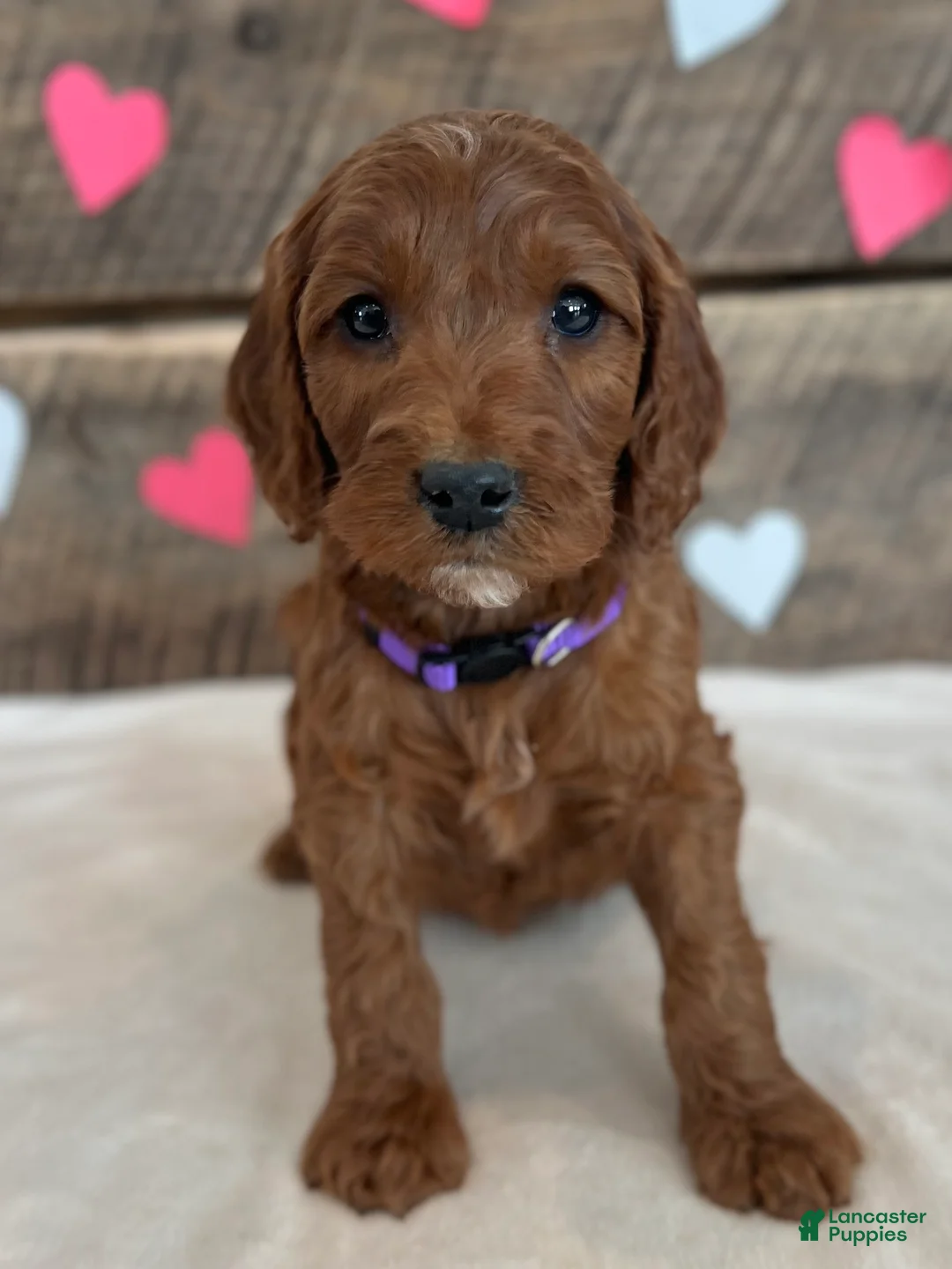 Irish Doodle dogs for sale: Lily - Ad 14