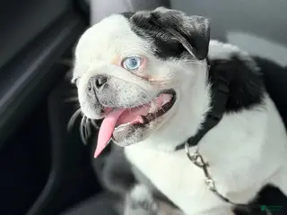 Pug dogs Panda pug - Ad 27