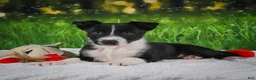 Border Collie dogs for sale: Durango - Ad 5