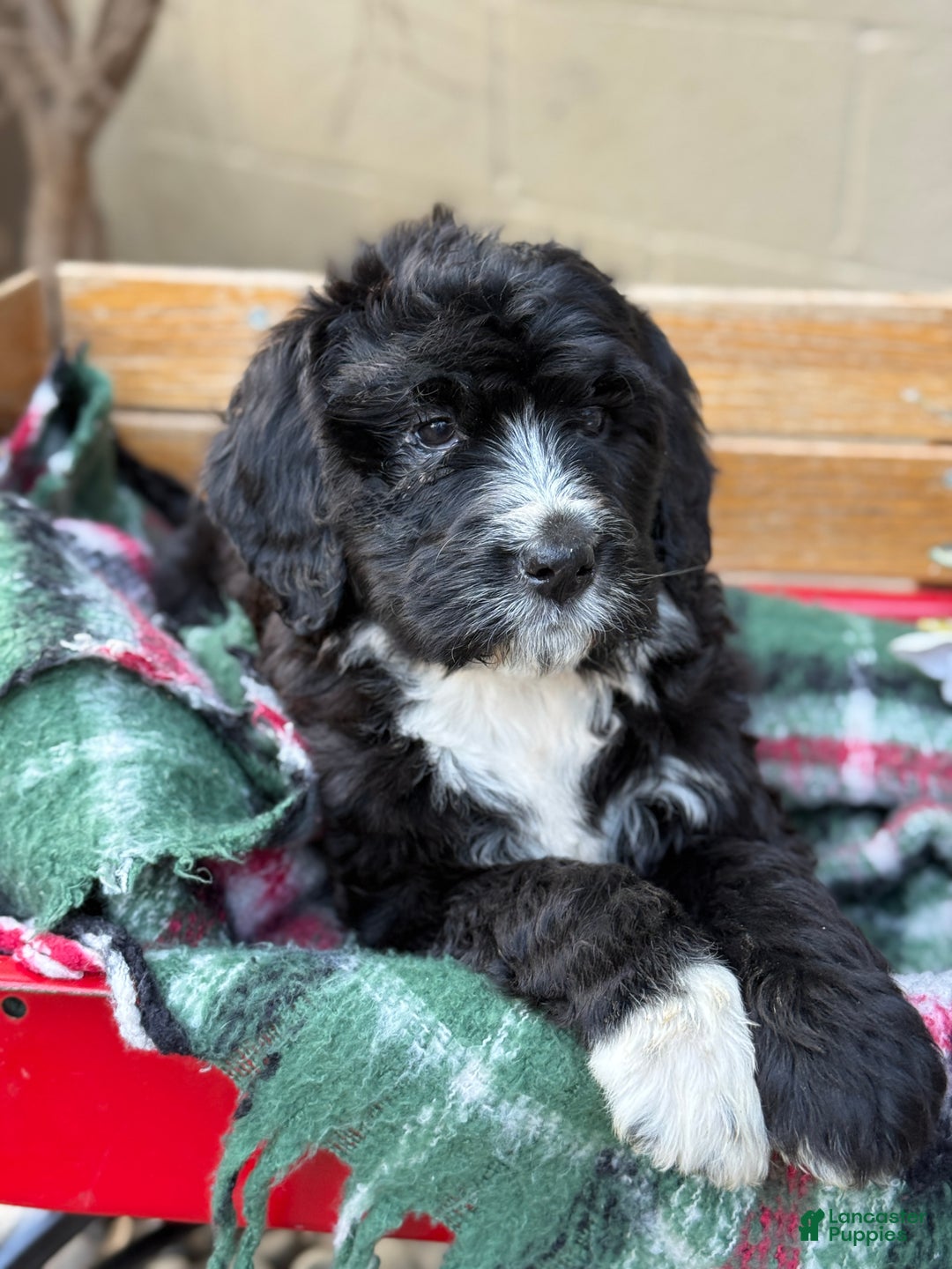 Mixed Breed dogs for sale: Rusty - Ad 3