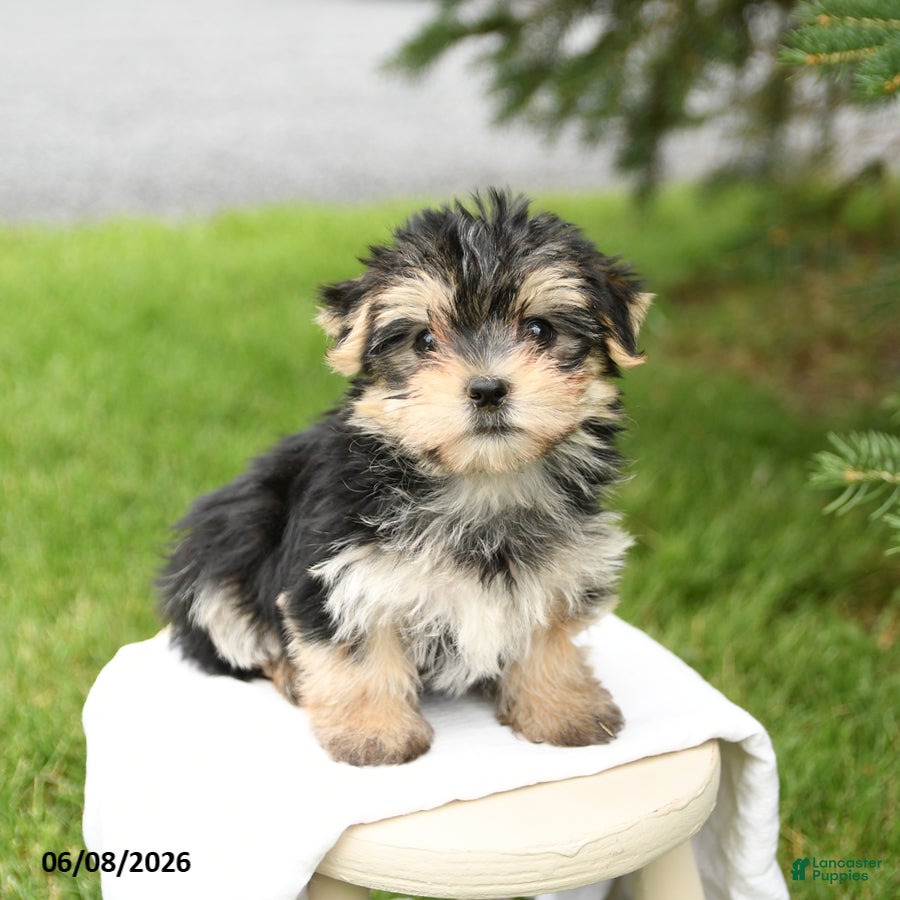 Morkie dogs Buddy - Ad 2