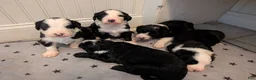 Sheepadoodle dogs for sale: Sheepadoodle Puppy 1 - Ad 3