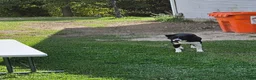 Border Collie dogs for sale: Border Collie 1 - Ad 7