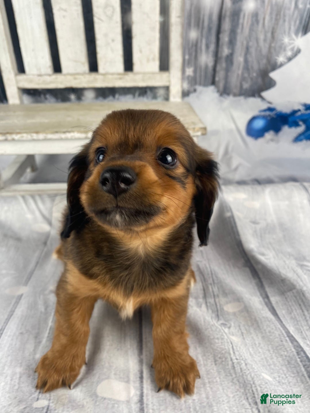 Miniature Dachshund dogs for sale: Dolly - Ad 2