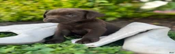 Labrador Retriever dogs for sale: Labrador Retriever 3 - Ad 3