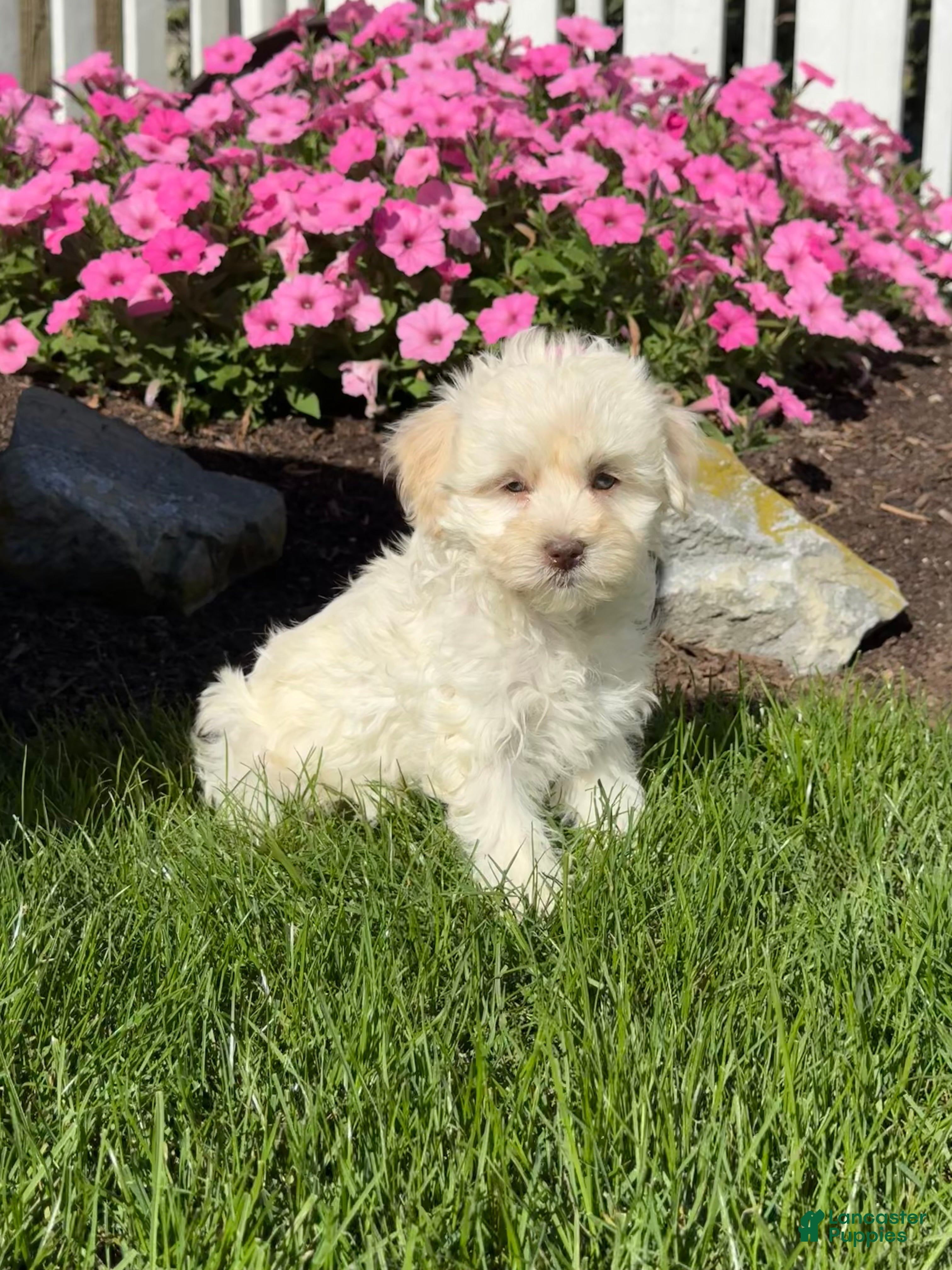 Havapoo dogs Khloe  - Ad 1