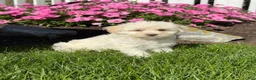 Havapoo dogs for sale: Khloe  - Ad 1