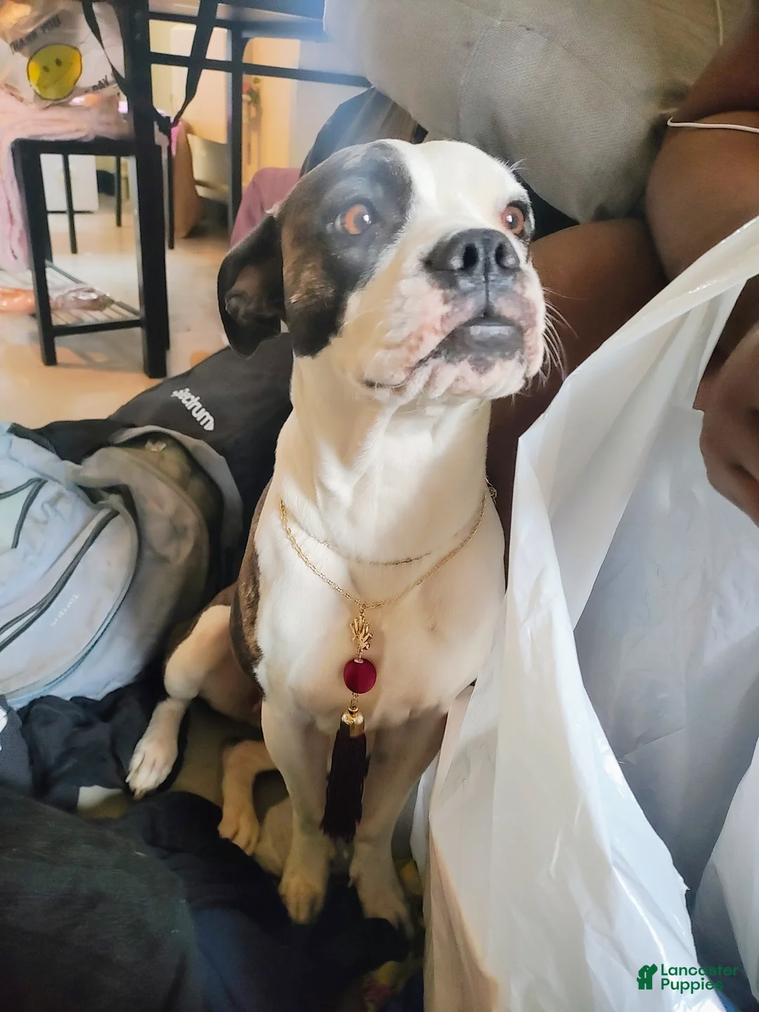 Mixed Breed dogs for sale: Mittens  - Ad 2