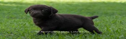 Labrador Retriever dogs for sale: Elijah - Ad 4