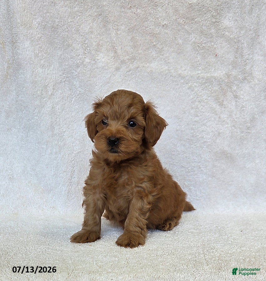Mini Goldendoodle dogs Balto - Ad 2