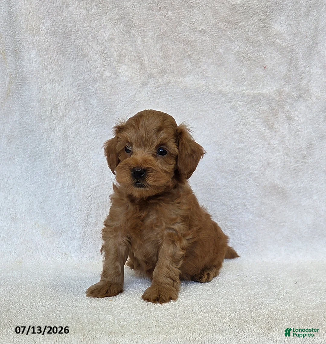 Mini Goldendoodle dogs for sale: Balto - Ad 2