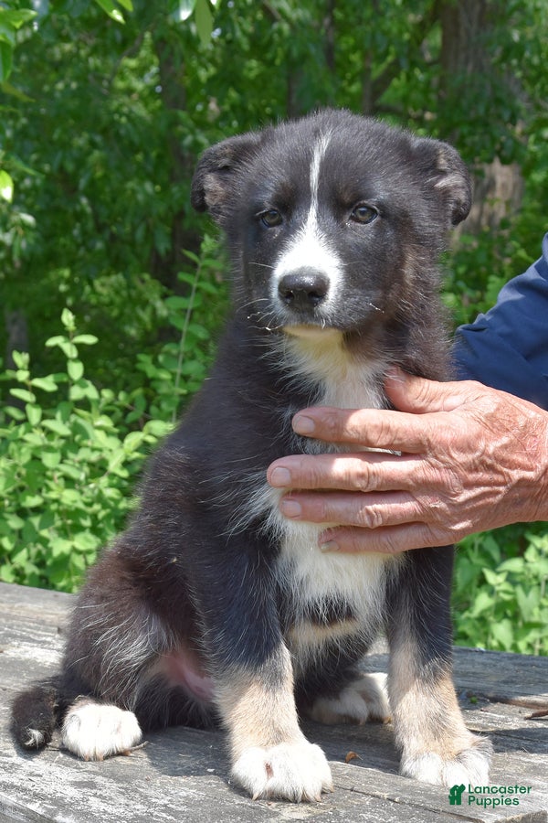 Gerberian Shepsky dogs West - Ad 2