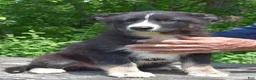 Gerberian Shepsky dogs for sale: West - Ad 2