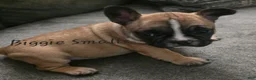 French Bulldog dogs for sale: Teddy Chocolate - Ad 5