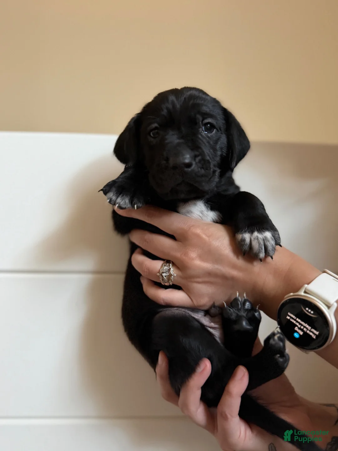 Mixed Breed dogs for sale: Mixed Breed 1 - Ad 1
