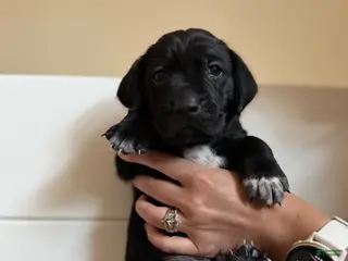 Mixed Breed dogs Mixed Breed 1 - Ad 12