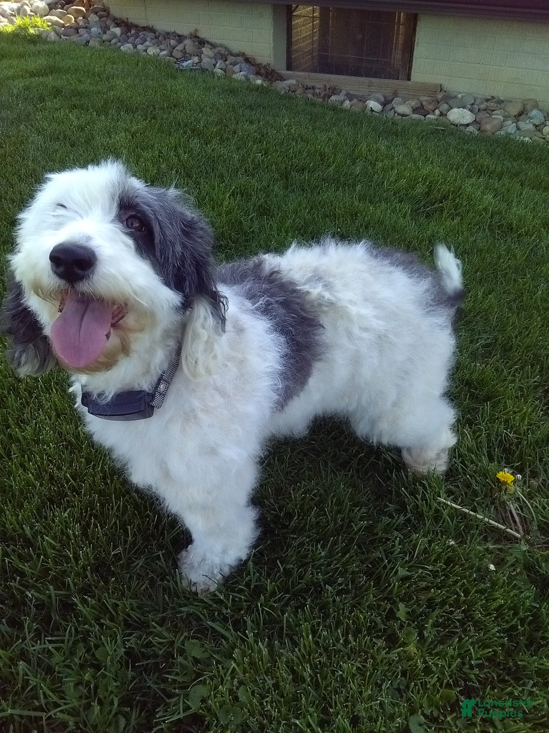 Mixed Breed dogs for sale: Sunny - Ad 8