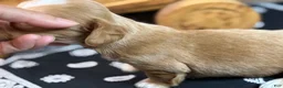 Miniature Dachshund dogs for sale: SILKY  Red/cream girl - Ad 4