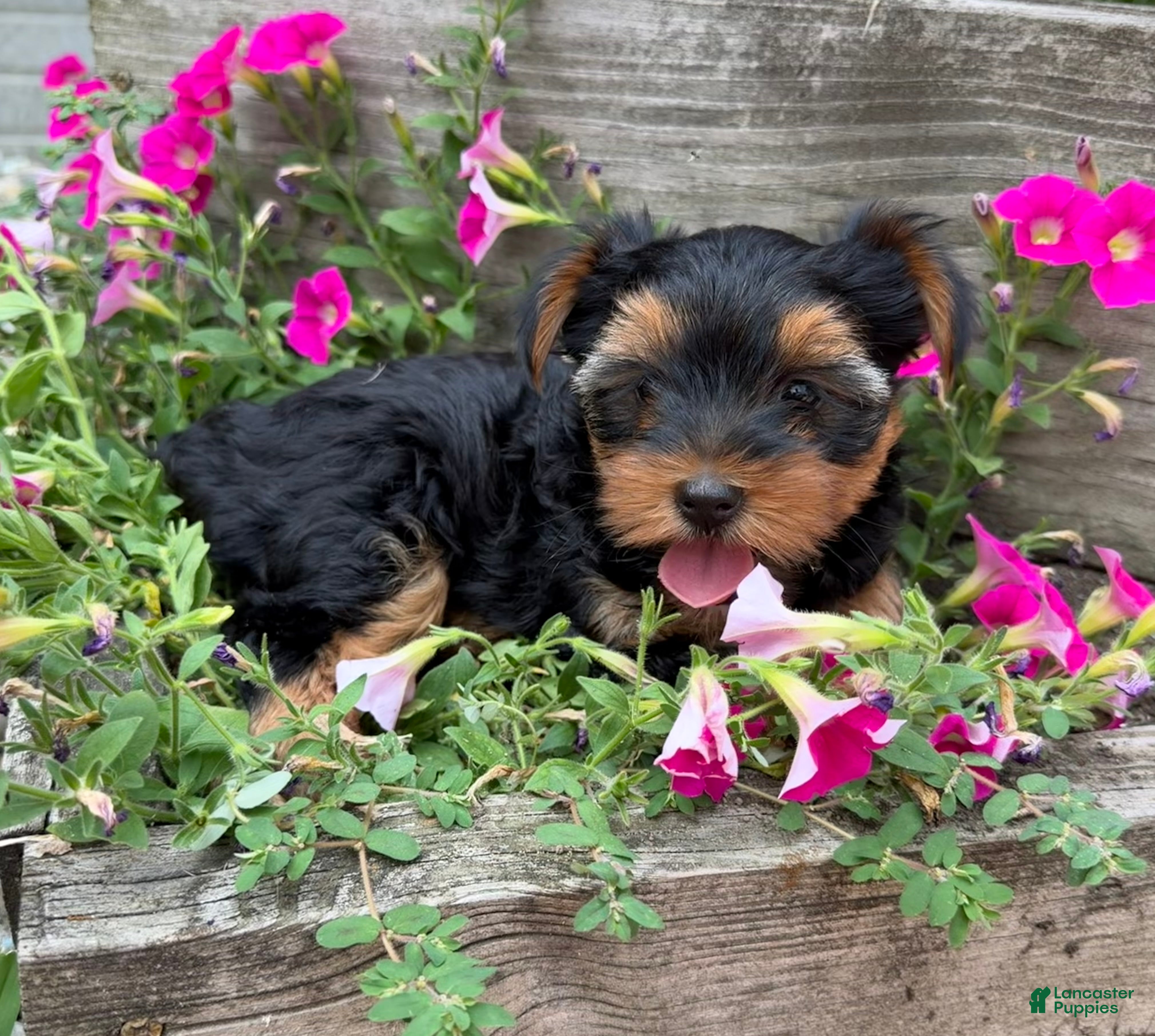 Yorkshire Terrier dogs Yorkshire Terrier 2 - Ad 1