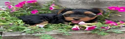 Yorkshire Terrier dogs for sale: Yorkshire Terrier 2 - Ad 1