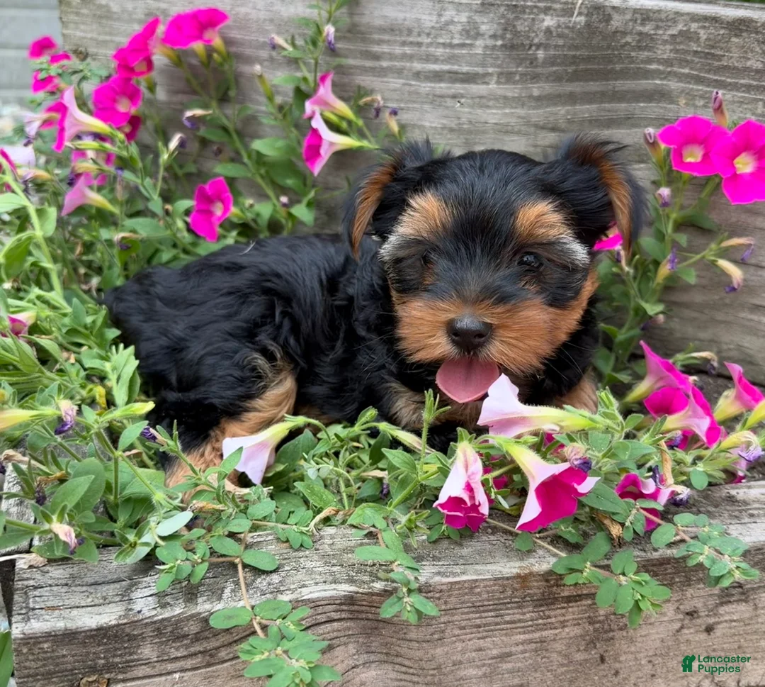 Yorkshire Terrier dogs for sale: Yorkshire Terrier 2 - Ad 1