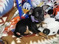 Chihuahua dogs Hawk-Eye (Tri-color) - Ad 1