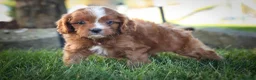 Cavapoo dogs for sale: Kyle🐾 - Ad 6