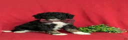 Mini Bernedoodle dogs for sale: Quincey Hypoallergenic - Ad 3