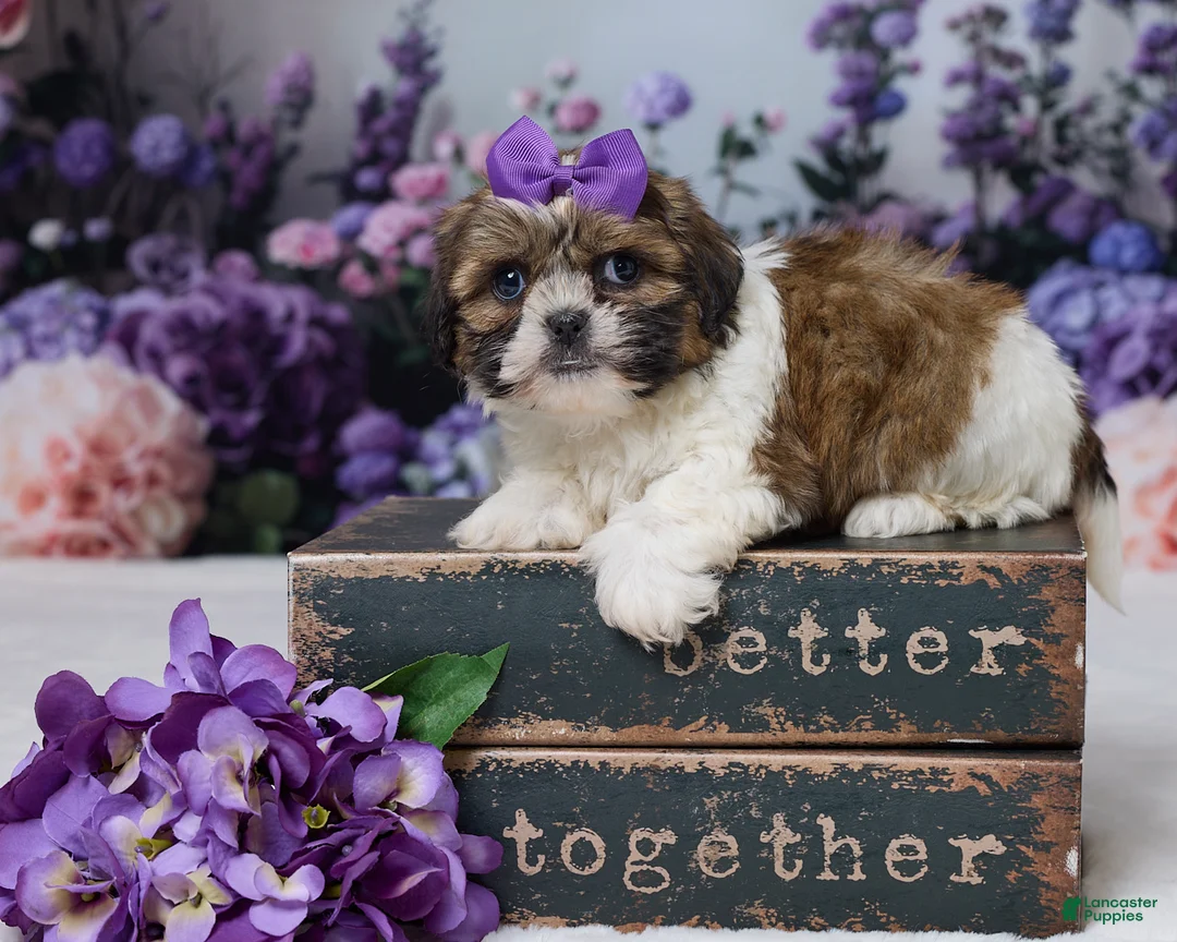 Shih Tzu dogs for sale: Rosy - Ad 1