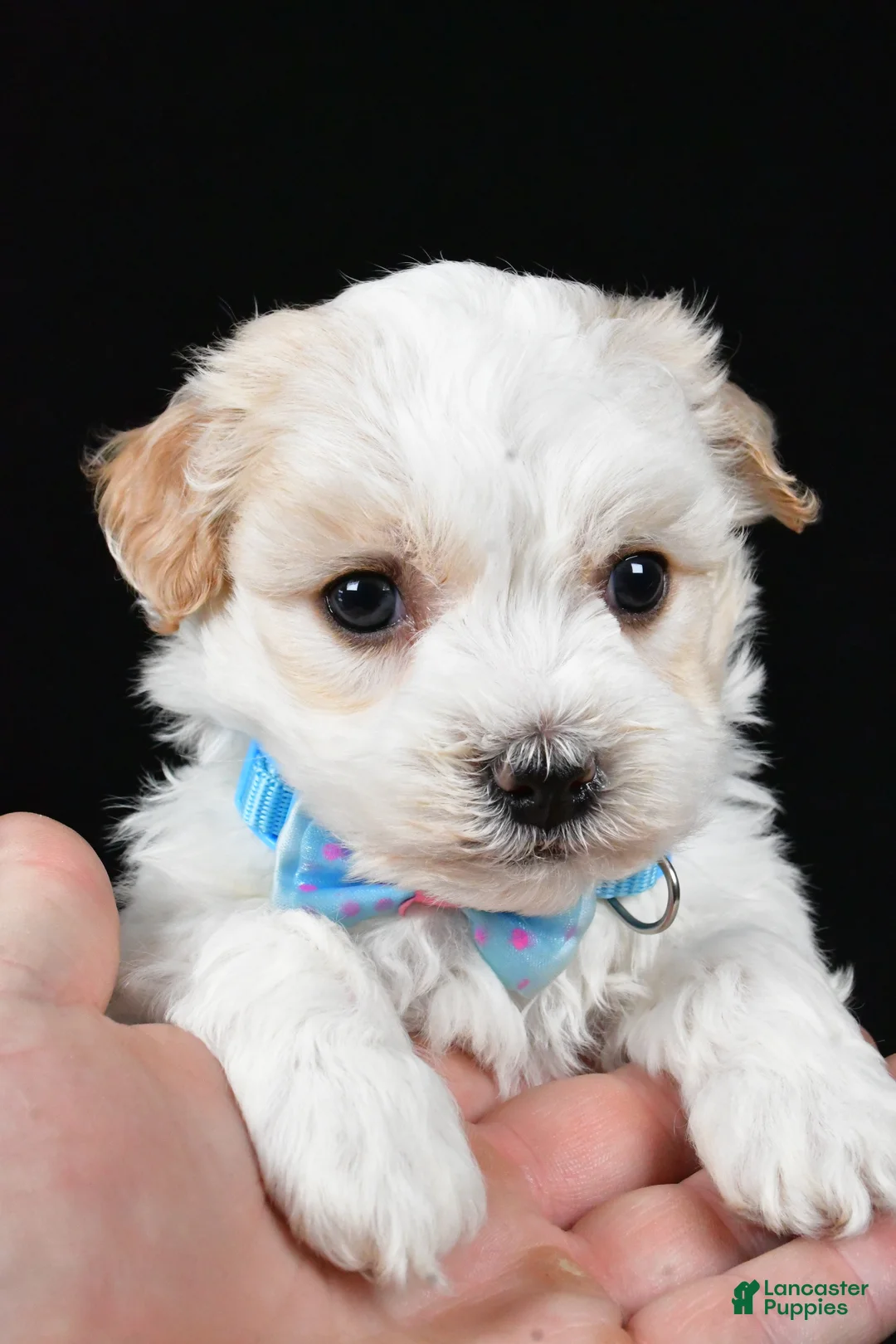 Havanese dogs for sale: Duke - Ad 2