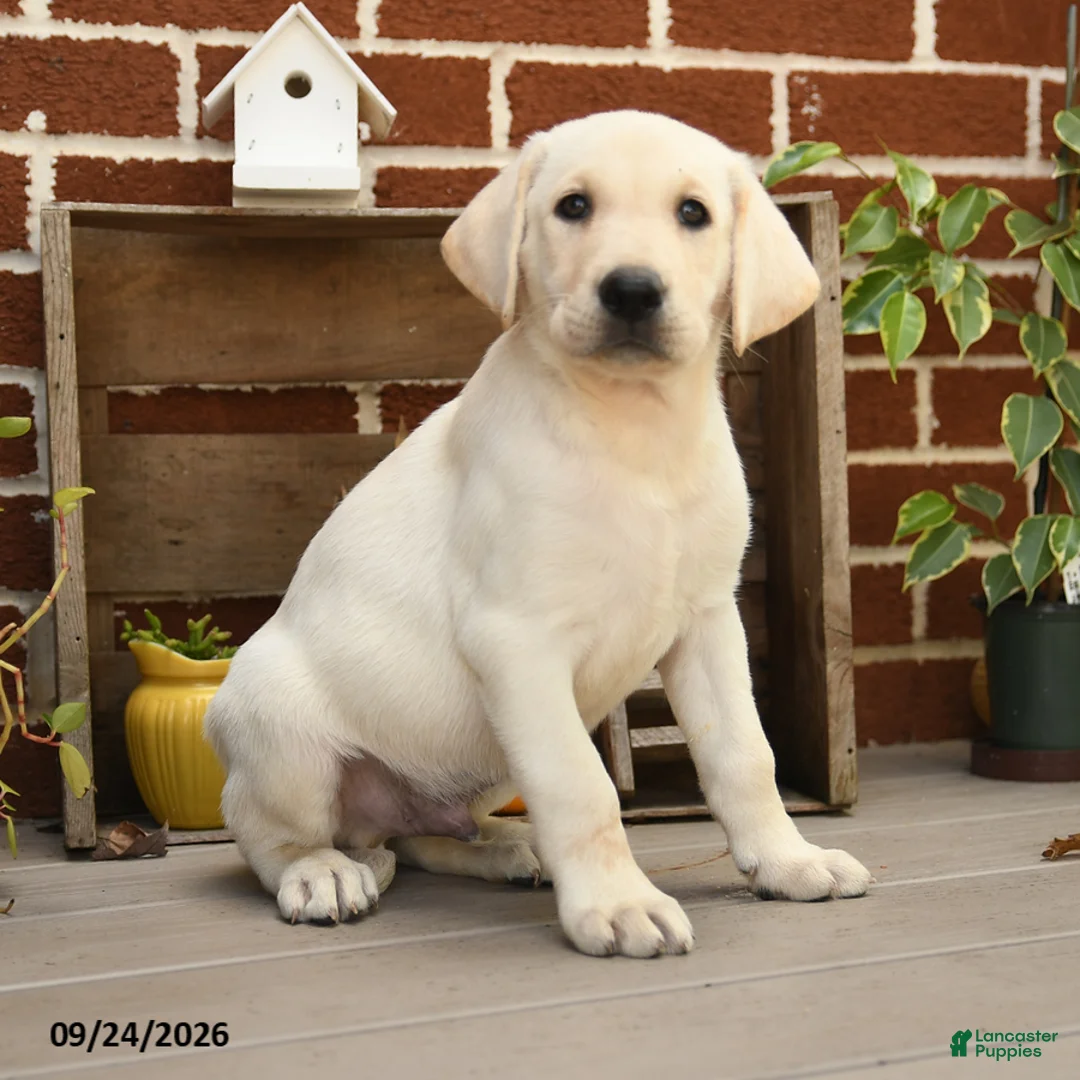 Labrador Retriever dogs for sale: Popcorn - Ad 1
