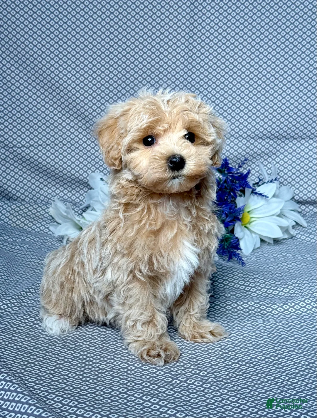 Maltipoo dogs for sale: Myles - Ad 2