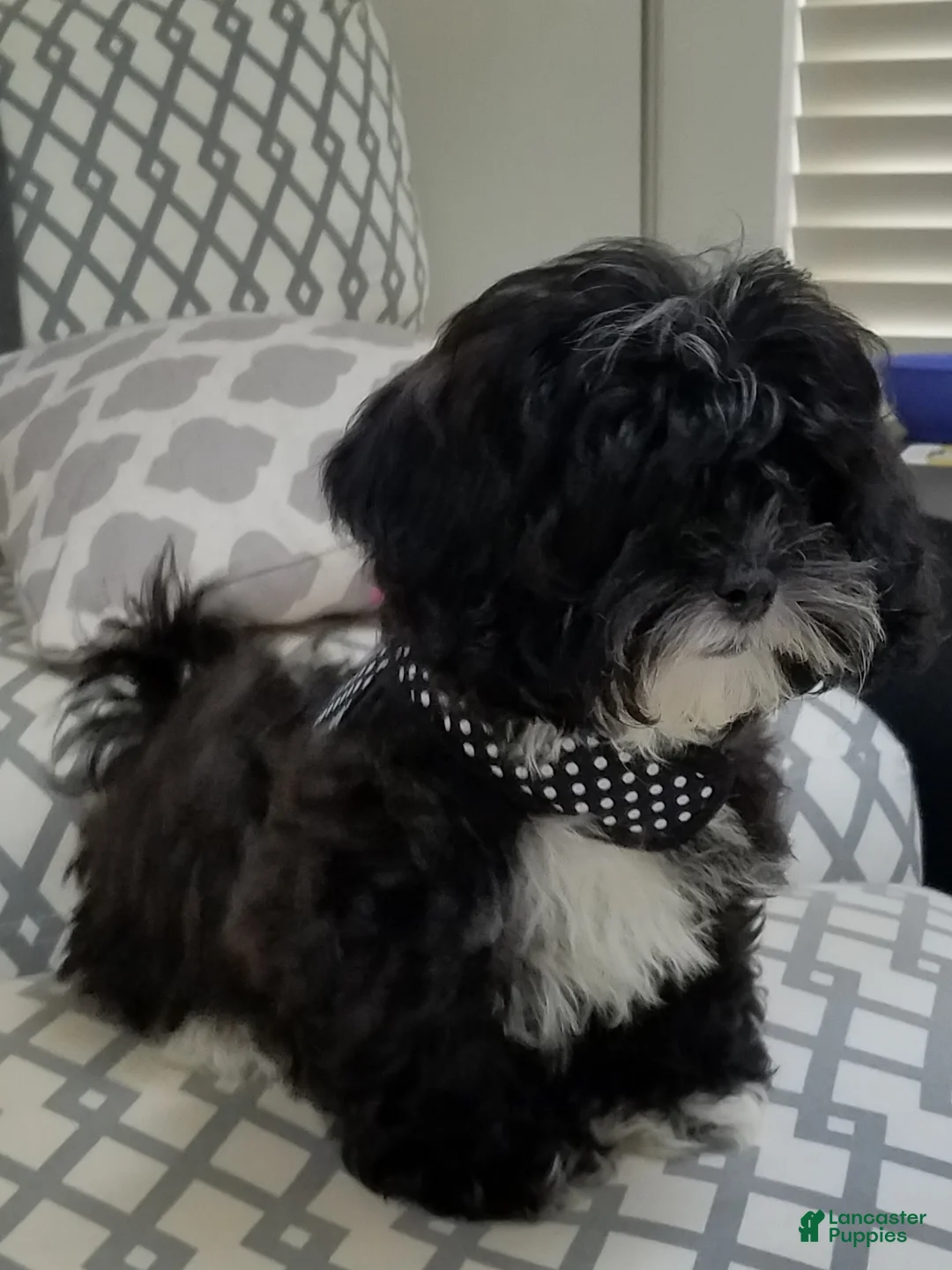 Shih Tzu dogs for sale: Sheas - Ad 3