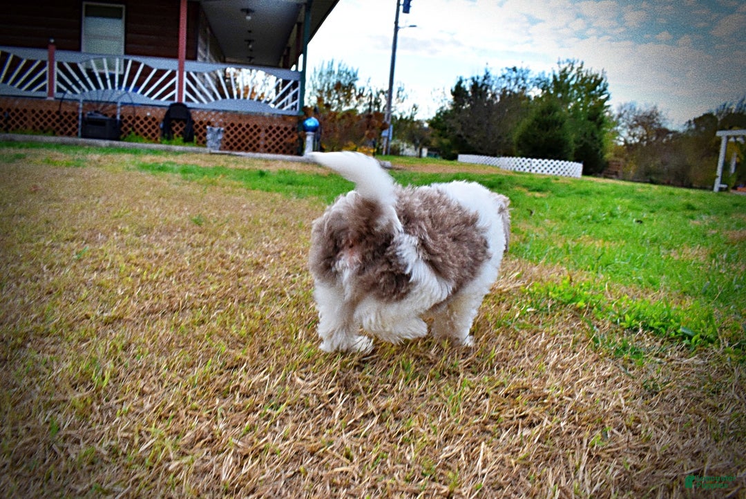 Havapoo dogs for sale: Nabisco - Ad 29