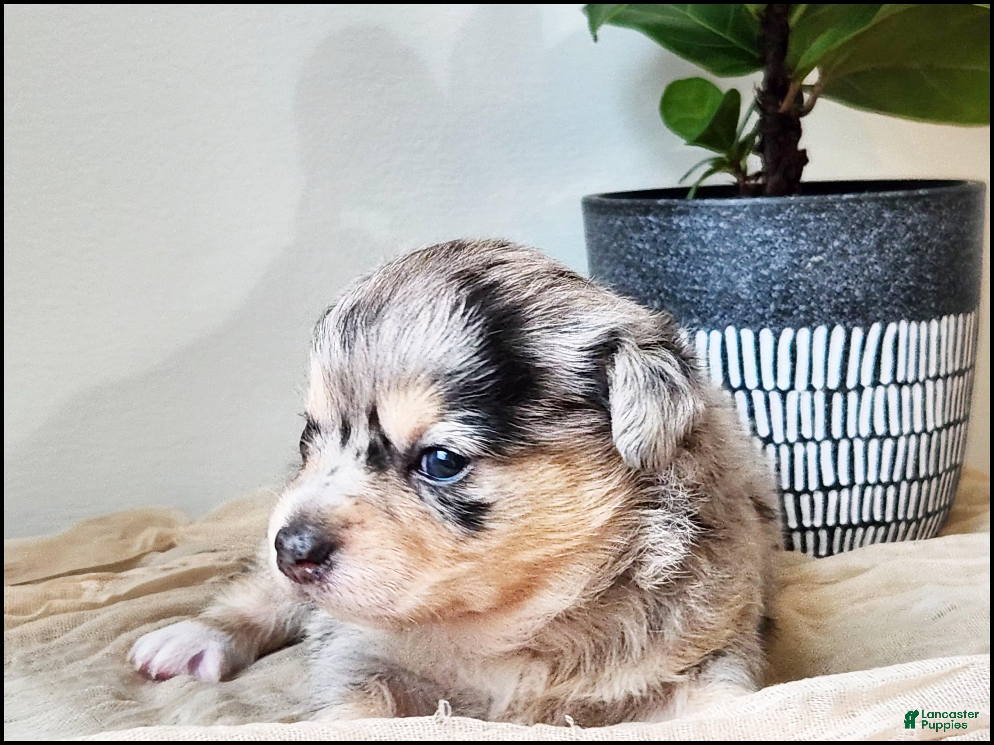 Chihuahua dogs Azhure - Ad 40