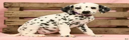 Dalmatian dogs for sale: Tracy - Ad 3