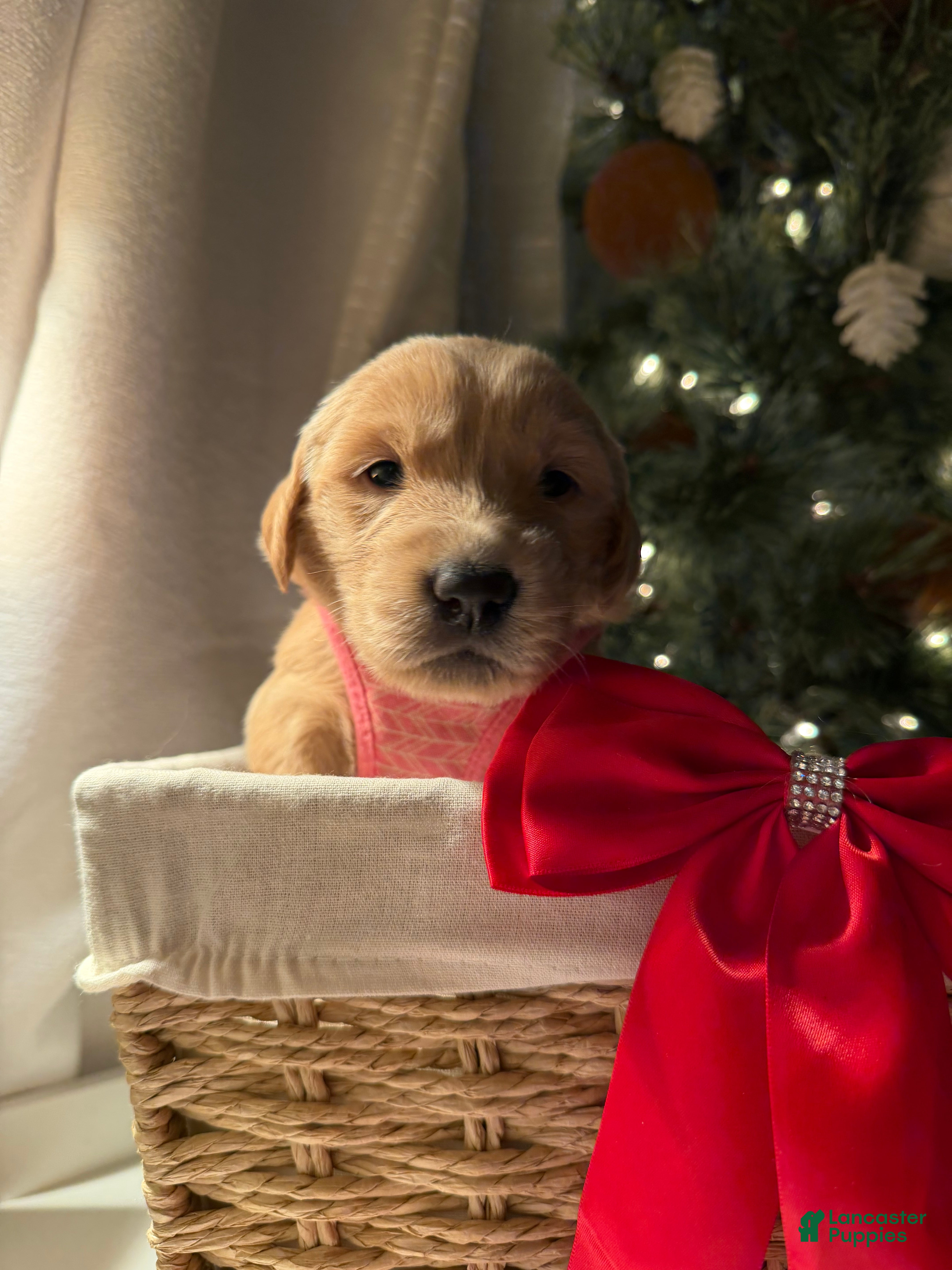 Golden Retriever dogs Ruby - Ad 12