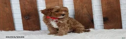 Cavapoo dogs for sale: Loki - Ad 5